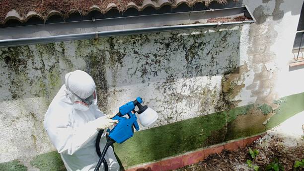 Mold Remediation service in Rockford, Rockford, MI